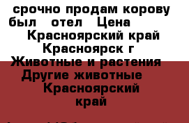 срочно продам корову был 1 отел › Цена ­ 40 000 - Красноярский край, Красноярск г. Животные и растения » Другие животные   . Красноярский край